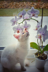 Close-up of white cat with flower pot