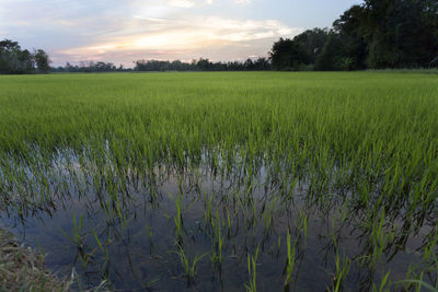 Scenic view of rice field against sky