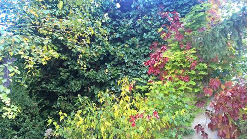 Close-up of plants against trees