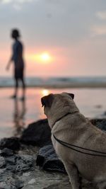 Dog on beach against sky during sunset