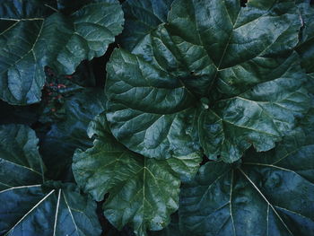 Full frame shot of rhubarb plant growing on field