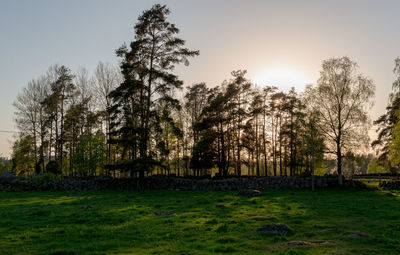 Trees on field against sky