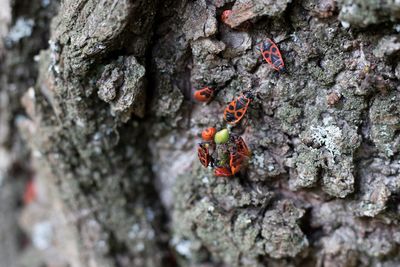 Close-up of insect on tree trunk