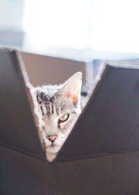 Grey tabby cat sits in a box looking at camera. close-up portrait