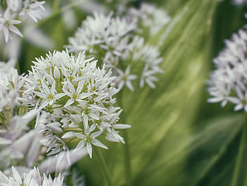 Close-up of white flowering plant