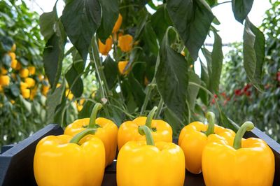 Close-up of bell pepper