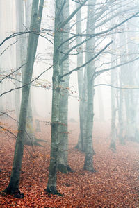 Trees in foggy forest