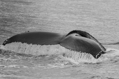 Whale tail above sea water