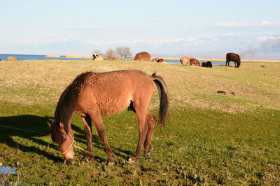 Horses grazing in a field