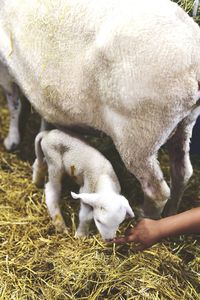 Newborn baby lamb