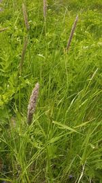 High angle view of grass on field