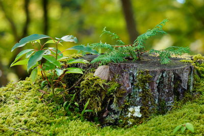 Close-up of lizard on moss