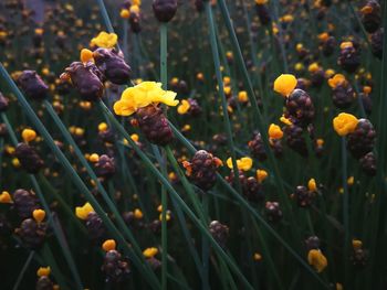 Close-up of yellow flowers blooming outdoors