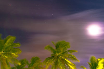 Low angle view of plant against sky at night