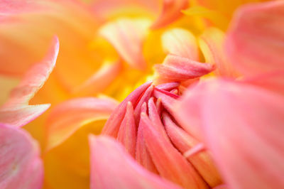 Macro shot of pink flower