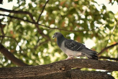 Bird perching on a tree