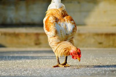 Close-up of a bird