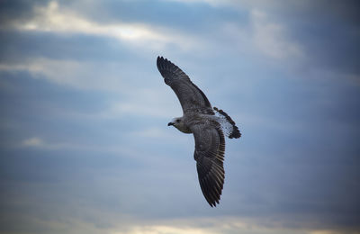 Low angle view of eagle flying against sky