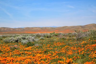 Scenic view of poppy field against blue sky