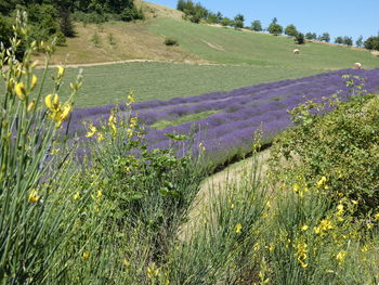 Scenic view of flowering plants on land