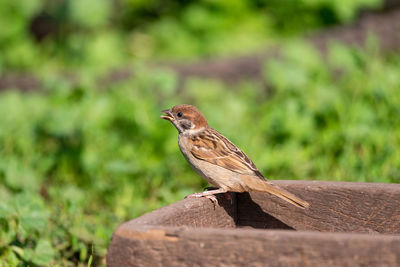 Close-up of bird perching on wood