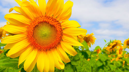 Close-up of sunflower