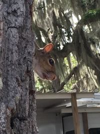 Close-up of squirrel on tree trunk