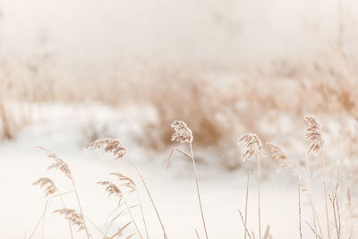 Close-up of stalks on field against sky