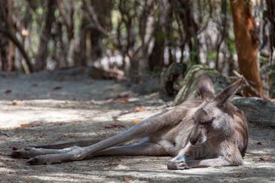 Australian eastern grey kangaroo animal portrait. wildlife background