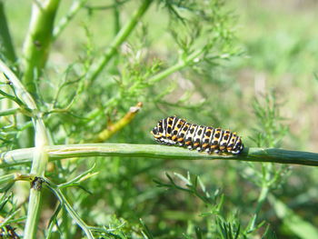 Close-up of butterfly on leaf