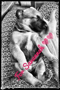 High angle view of dog sleeping