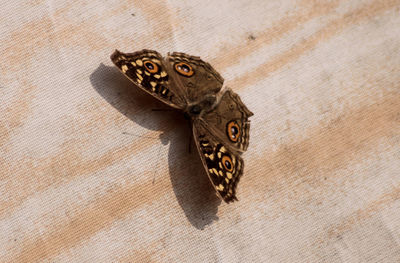 Close-up of a brown butterfly