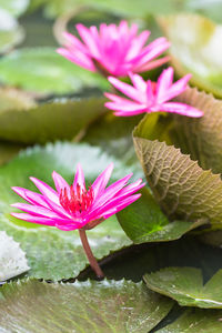 Close-up of pink water lily in pond