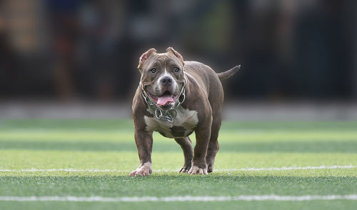 Dog standing on grass