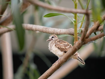 Close-up of bird perching on branch