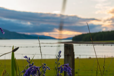 Hyacinth with blurred skye isle sea in the background at sunset