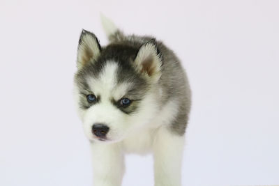 Close-up portrait of dog