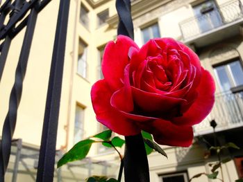 Close-up of red flower against blurred background