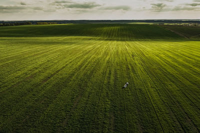 Scenic view of agricultural field