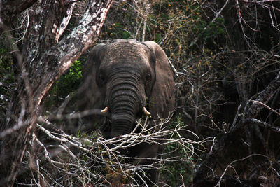 Portrait of elephant in forest