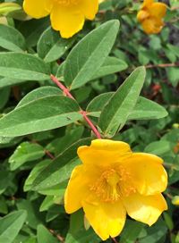 Close-up of yellow flower blooming outdoors