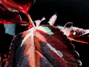 Close up of red leaf