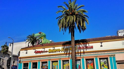 Low angle view of palm trees against blue sky