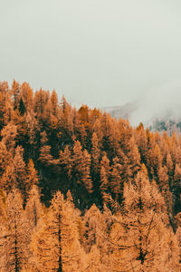 Autumn trees in forest