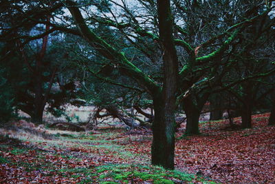 Trees growing on field in forest during autumn