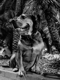 Close-up of dog sitting on tree