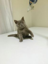 Portrait of cat sitting on floor