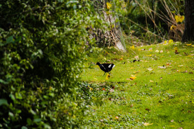 Bird flying in a sunlight