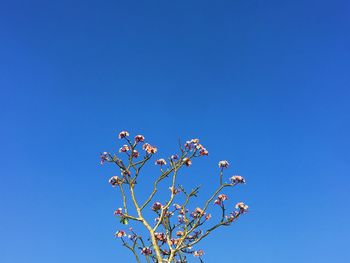 Low angle view of cherry blossom against clear blue sky