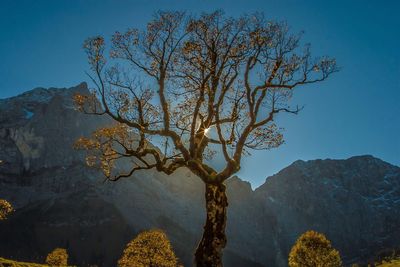 Tree against mountain range